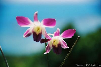 Orchidee